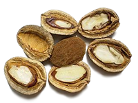 African Mango Samen (Irving gabonensis) 